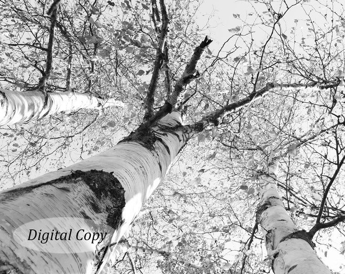 Birch trees photo, INSTANT DOWNLOAD, digital copy, black and white art, Door County photography wall decor, 5x7 8x10 10x10 11x14 12x12 12x18