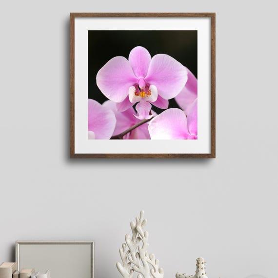 Schiller's Phalaenopsis Orchid Print, Pink Elephant Orchid, Floral