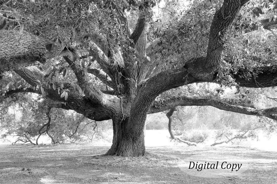 Live Oak Tree Photo Print, INSTANT DOWNLOAD Digital Copy, Georgia Art ...
