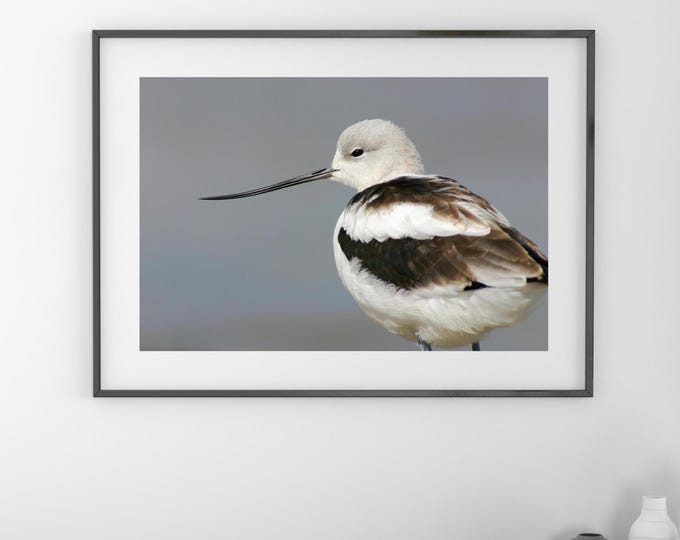 American Avocet print, lake house decor, shorebird wall art, bird art, wildlife photography print, framed bird art, canvas, 5x7 to 16x24"