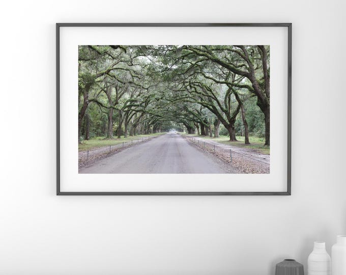 Alley of Live Oaks photo, tree tunnel picture, alley of trees print, Georgia wall decor, Wormsloe Plantation, paper or canvas, 5x7 to 40x60"