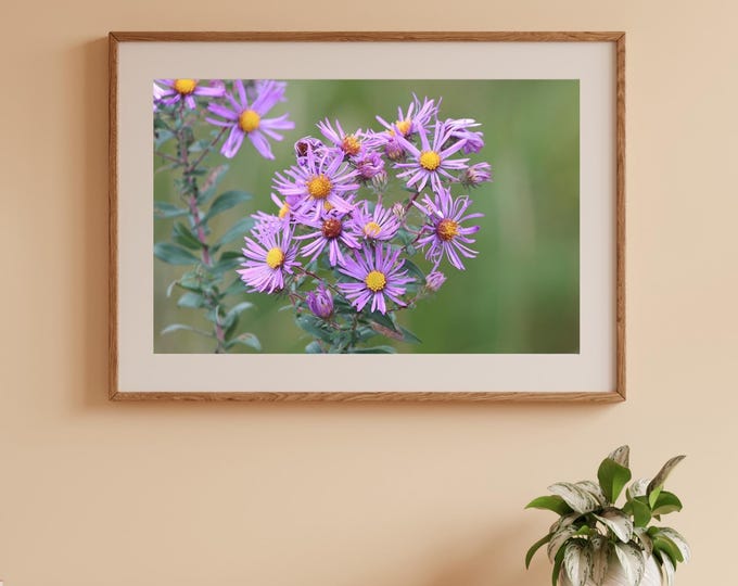 Purple floral art, asters print, New England Aster picture, fall decor, floral wall art, flower photography, framed, canvas, 5x7 to 32x48"
