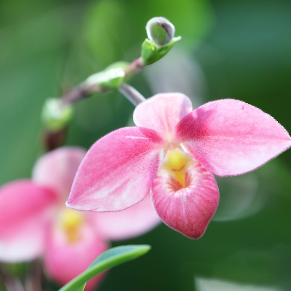 Pink Lady's Slipper Orchid print, Paphiopedilum orchid picture, coral orchid lover gift, large over bed decor, floral wall art, 5x7 to 40x60