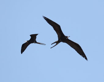 2 Male Magnificent Frigatebirds in flight, Florida wall art, bird art, frigate bird photo, frigatebird print, Florida gift, 5x7 to 20x30"