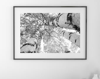 Birch Trees print, tree canopy, birch trees wall art, black and white photography, Door County photo, large picture or canvas, 5x7 to 40x60"