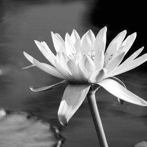 Water Lily photo print, flower art, black and white photography, large paper or canvas picture, floral wall decor 5x7 8x10 11x14 16x20 24x36 image 3