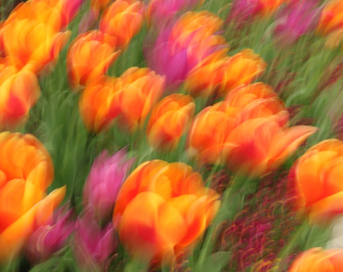 VERTICAL photo print, painterly floral wall art, long exposure, orange, yellow and pink tulips, flower photography, 5x7 to 24x30"