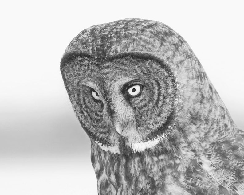 Puede incluir: Primer plano de un b&uacute;ho gris y blanco con la cabeza girada hacia un lado. El b&uacute;ho tiene ojos grandes y oscuros y un pico afilado. Las plumas del b&uacute;ho son suaves y esponjosas.