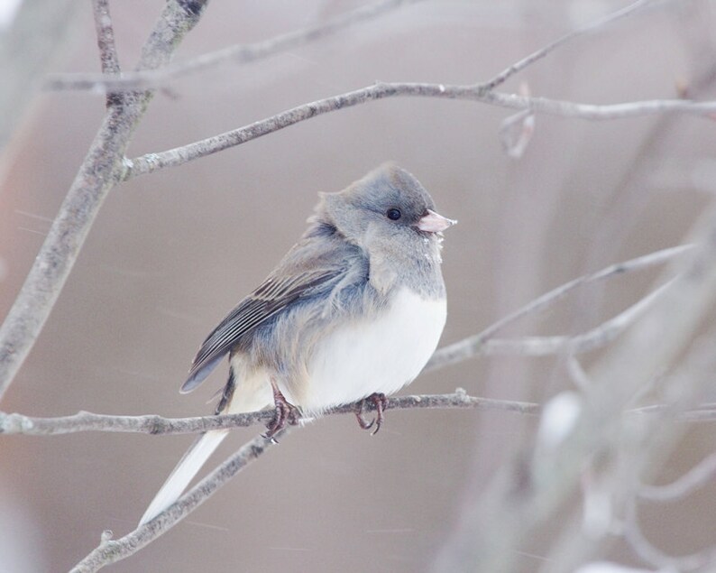 Bird photography Junco picture cute bird in snow photo image 0