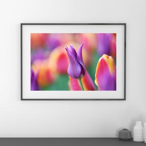 Purple Tulip photo print, tulips wall art, floral decor, spring flower photography, paper/ canvas picture, photo gift 5x7 to 32x48&quot;