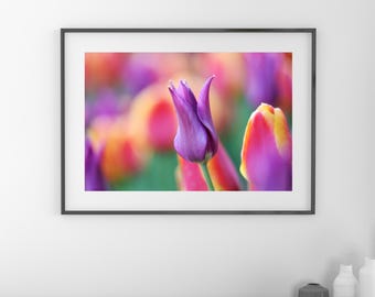 Purple Tulip photo print, tulips wall art, floral decor, spring flower photography, paper/ canvas picture, photo gift 5x7 to 32x48"