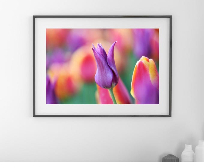 Purple Tulip photo print, tulips wall art, floral decor, spring flower photography, paper/ canvas picture, photo gift 5x7 to 32x48"