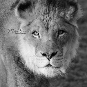 Lion print, large animal picture, lion stare wall art decor, black and white photo, paper or canvas, nature photography, 5x7 8x10 to 24x36&quot;