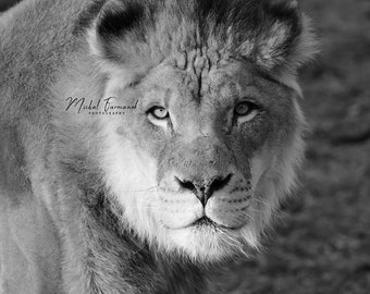 Lion print, large animal picture, lion stare wall art decor, black and white photo, paper or canvas, nature photography, 5x7 8x10 to 24x36"