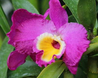 Cattleya Orchid wall art, pink orchid photo, pink/ fuchsia wall art, floral above bed wall decor, over the couch art, 5x7 to 20x30"