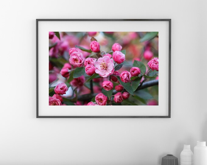 Blooming Brandywine Crabapple Tree print, pink wall art, gift for her, framed or canvas, floral photography, pink decor, 5x7 to 32x48"