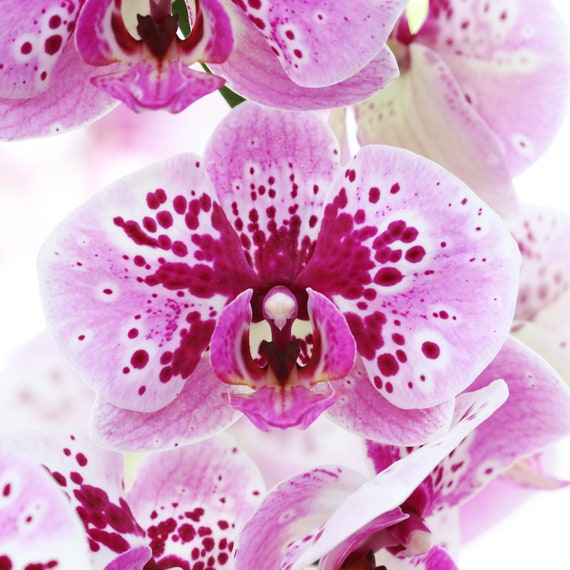 Pink Phalaenopsis Orchid Print, High-key Floral Wall Art, Pink