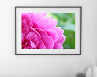 Peony wall art print, pink art, peony print, flower photography, floral decor, large above couch wall art, framed or canvas, 5x7 to 32x48"