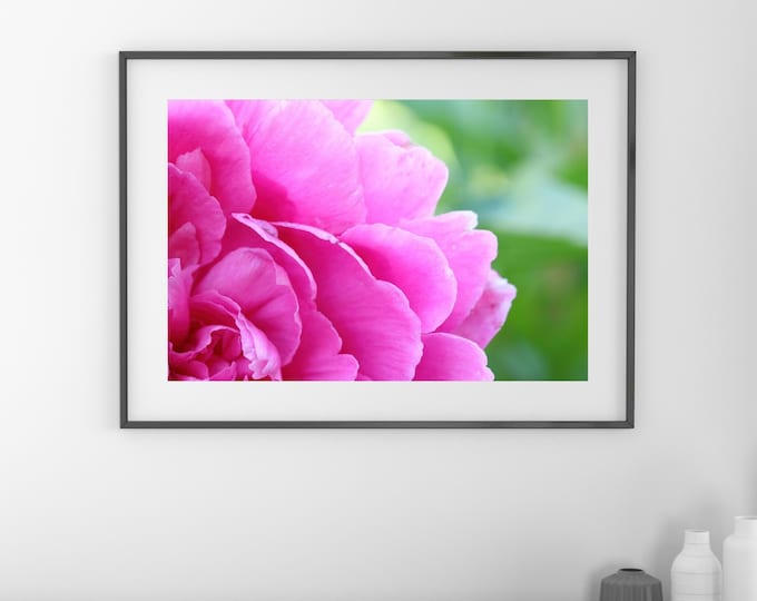Peony wall art print, pink art, peony print, flower photography, floral decor, large above couch wall art, framed or canvas, 5x7 to 32x48"