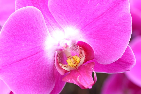 Phalaenopsis Orchid Wall Art, Pink Orchid Photo, Pink/ Fuchsia