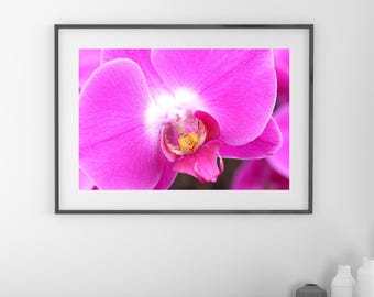 Phalaenopsis Orchid wall art, pink orchid photo, pink/ fuchsia wall art, floral above bed wall decor, over the couch art, 5x7 to 32x48"