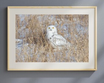 Snowy Owl art print, bird photography print, nature wall art, owl wall decor, white owl picture, paper or canvas 5x7 8x10 11x14 16x20 16x24"