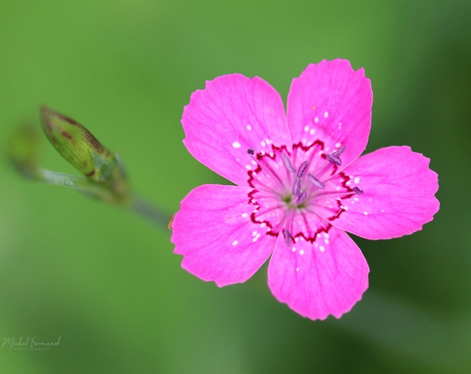 Pink Dianthus print, pink flower on green background, pink wall art, flower photography, large wall art, framed, canvas, 5x7 to 32x48"