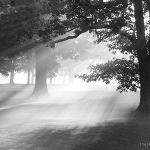 May include: Black and white photograph of a foggy forest scene with sunbeams shining through the trees. The trees are bare and the ground is covered in grass.