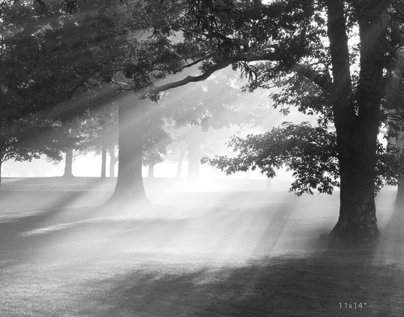 May include: Black and white photograph of a foggy forest scene with sunbeams shining through the trees. The trees are bare and the ground is covered in grass.