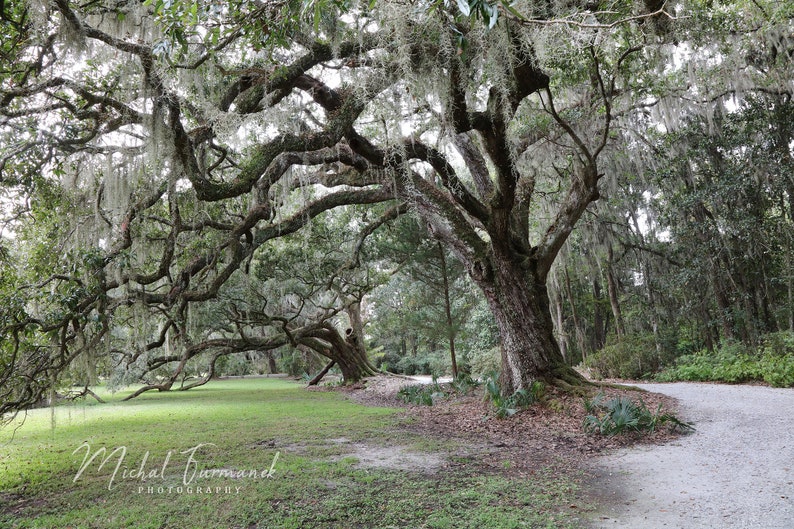 Live Oak trees photo print, tree photography, picture of southern oaks with Spanish moss, tree wall decor, paper or canvas, 5x7 to 40x60 zdjęcie 2