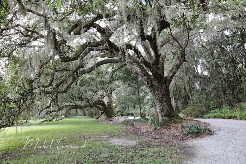 Live Oak trees photo print, tree photography, picture of southern oaks with Spanish moss, tree wall decor, paper or canvas, 5x7 to 40x60 zdjęcie 1