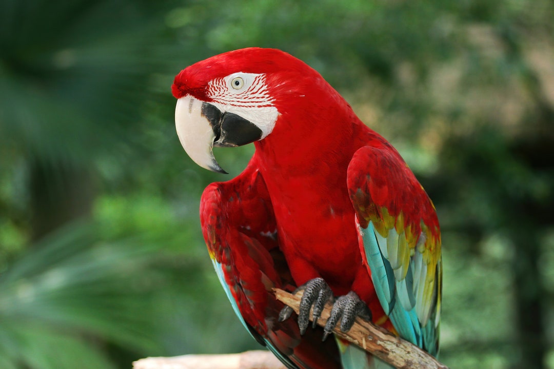 Red and green Macaw photo print colorful bird wall art red parrot wall decor nature photography paper canvas 5x7 8x10 11x14 16x20 16x24 Etsy