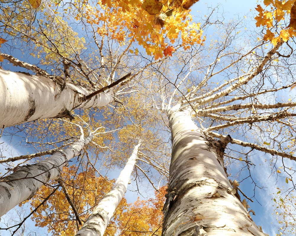 Birch Tree in color photo print, yellow white blue wall art, trees