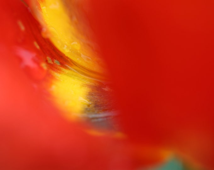 Abstract floral art, red and yellow tulip print, flower photography, red wall art, above bed art, framed picture, canvas, 5x7 to 32x48"