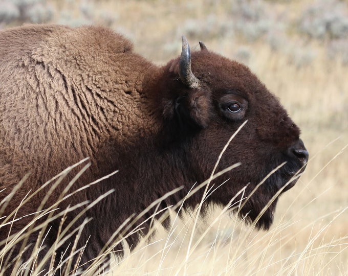 Bison photo print, buffalo wall art, Yellowstone NP picture, animal decor, American West photography, large paper or canvas, 5x7 to 20x30"