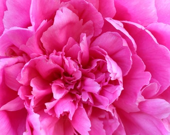 Peony art print, pink wall art, peony photo, flower photography, floral decor, large over bed wall art, framed or canvas, 5x7 to 32x48"