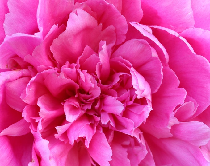 Peony art print, pink wall art, peony photo, flower photography, floral decor, large over bed wall art, framed or canvas, 5x7 to 32x48"