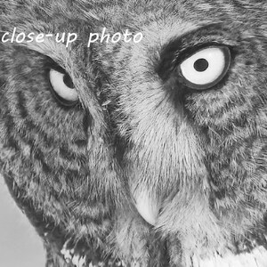 Puede incluir: Una foto en blanco y negro de primer plano de la cara de un b&uacute;ho. El b&uacute;ho tiene ojos grandes y redondos con pupilas negras e iris blancos. Las plumas del b&uacute;ho son suaves y esponjosas.