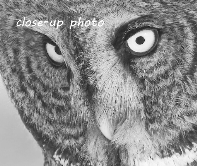 Puede incluir: Una foto en blanco y negro de primer plano de la cara de un b&uacute;ho. El b&uacute;ho tiene ojos grandes y redondos con pupilas negras e iris blancos. Las plumas del b&uacute;ho son suaves y esponjosas.