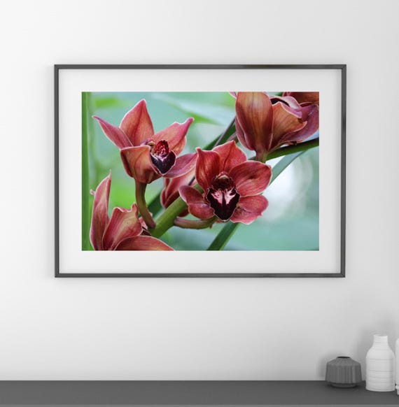 Cymbidium Orchid Print, Brown/ Red Orchid Wall Art, Orchid Picture