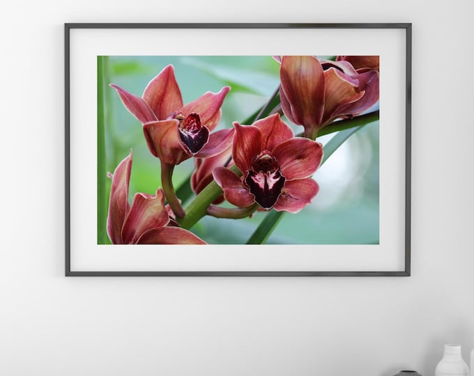 Cymbidium Orchid print, brown/ red orchid wall art, orchid picture, floral photography, large canvas decor, orchid lover gift, 5x7 to 40x60"