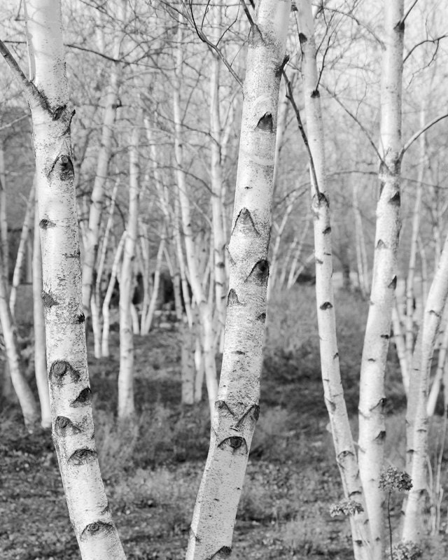 swingers of birches writers retreat