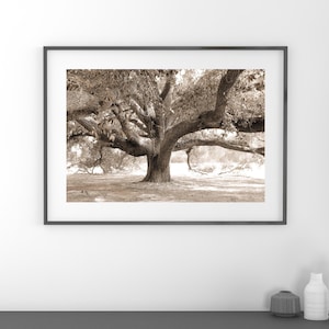 Oak Tree in sepia print, Live Oak Tree picture, tree photography, large wall decor, tree wall art, photo of tree 5x7 8x10 24x36 30x45 32x48&quot;