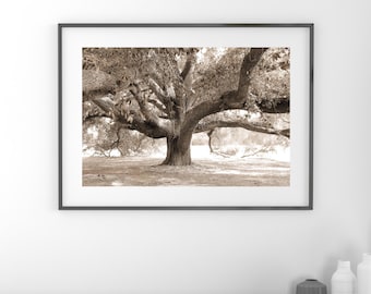 Oak Tree in sepia print, Live Oak Tree picture, tree photography, large wall decor, tree wall art, photo of tree 5x7 8x10 24x36 30x45 32x48"