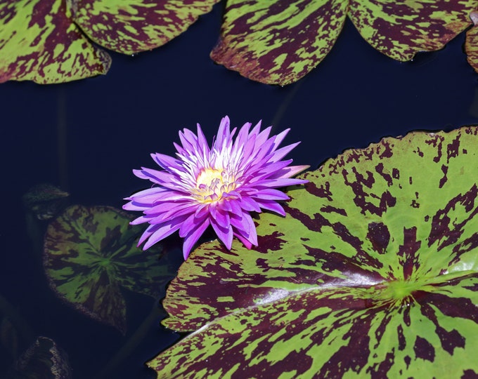 Water Lily photo print, flower with leaves, floral art photography, large water lily picture, wall decor, canvas or framed, 5x7 to 32x48"