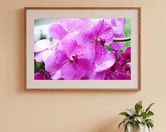 Vanda Orchid wall art, pink orchid photo, pink wall art, pink flowers decor, floral over bed decor, over the couch art, 5x7 8x10 to 32x48"