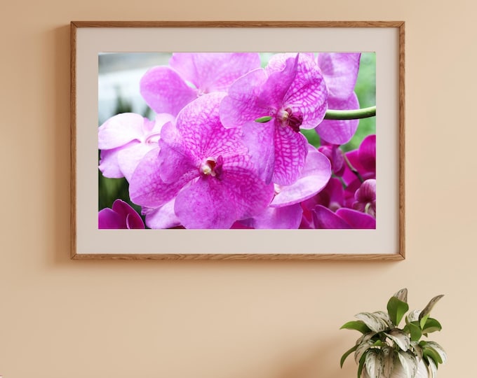 Vanda Orchid wall art, pink orchid photo, pink wall art, pink flowers decor, floral over bed decor, over the couch art, 5x7 8x10 to 32x48"