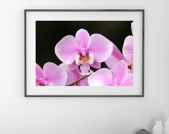 Schiller's Phalaenopsis Orchid print, pink Elephant Orchid, floral wall art, flower photography decor, large canvas wall art, 5x7 to 32x48"