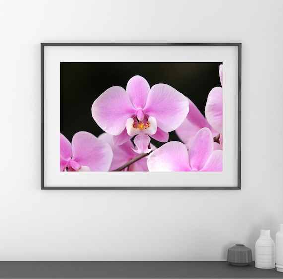 Schiller's Phalaenopsis Orchid Print, Pink Elephant Orchid, Floral