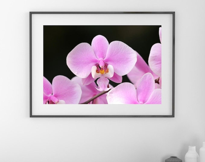 Schiller's Phalaenopsis Orchid print, pink Elephant Orchid, floral wall art, flower photography decor, large canvas wall art, 5x7 to 32x48"
